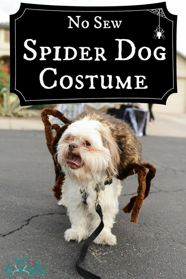 Spider Dog Halloween Costume Tutorial